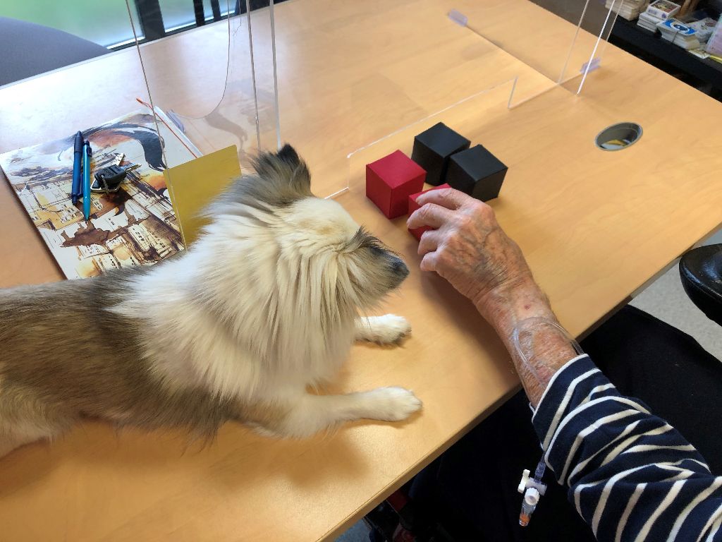 Des Hémie's Chiens - Un chihuahua à l'hôpital