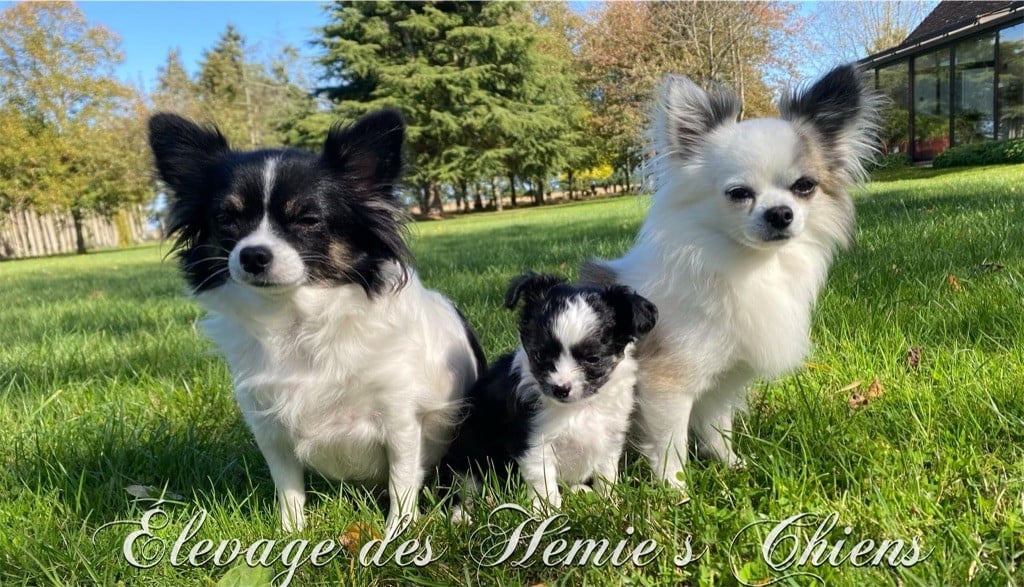 Des Hémie's Chiens - Tonka partira faire du sport canin et des expos !