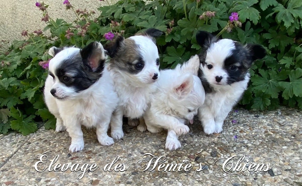 Des Hémie's Chiens - Chihuahua - Portée née le 13/03/2023