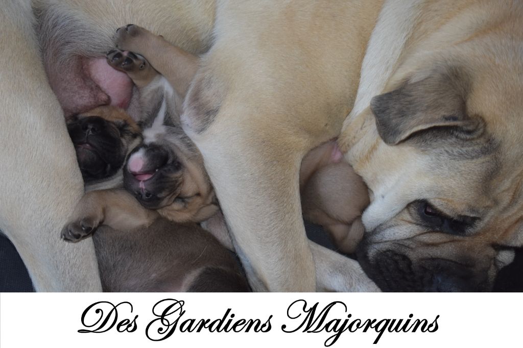 Des Gardiens Majorquins - Dogue de Majorque - Portée née le 27/05/2020