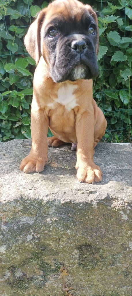 Boxer Brezhoneg - Chiots disponibles 