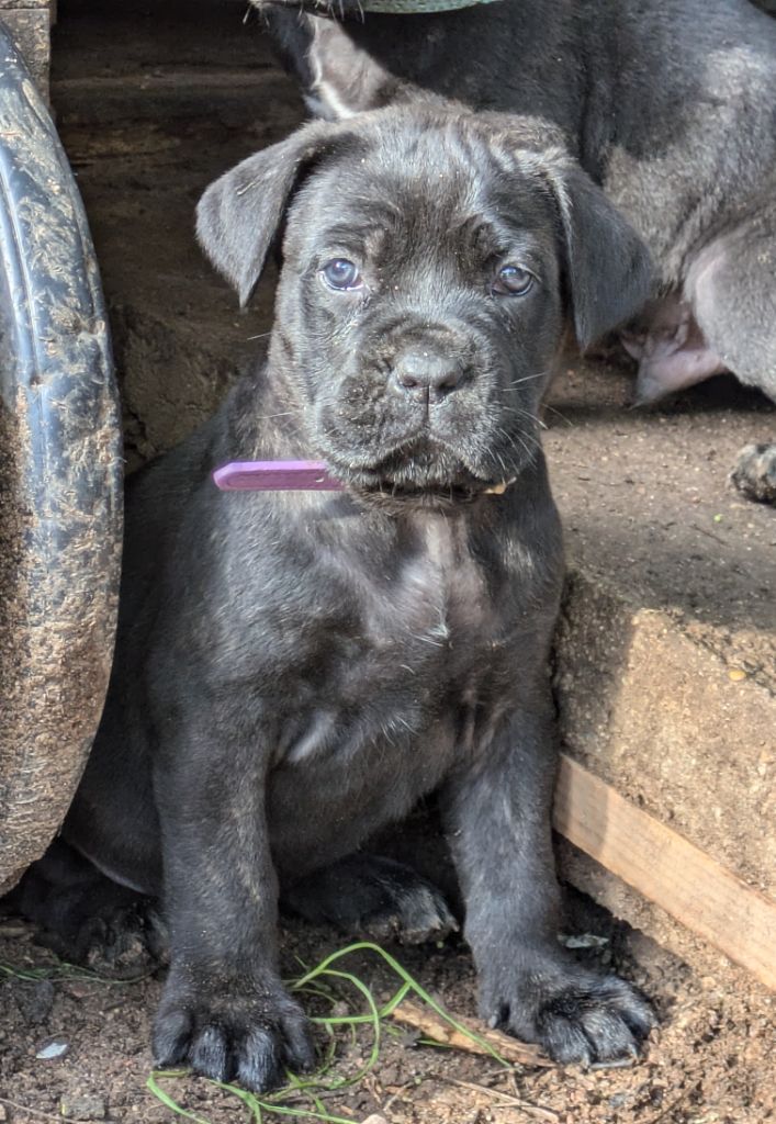 Des Légions D'Holga - Chiots disponibles - Cane Corso