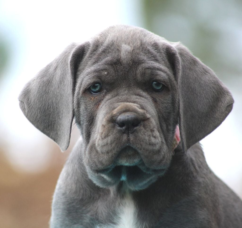 Des Légions D'Holga - Chiots disponibles - Cane Corso