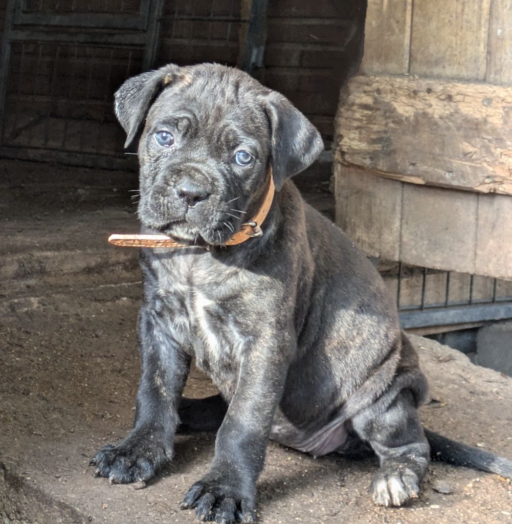 Des Légions D'Holga - Chiots disponibles - Cane Corso