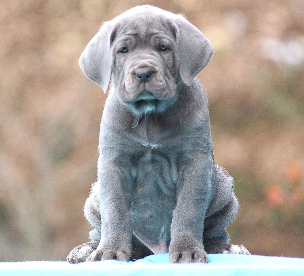 Des Légions D'Holga - Chiots disponibles - Cane Corso