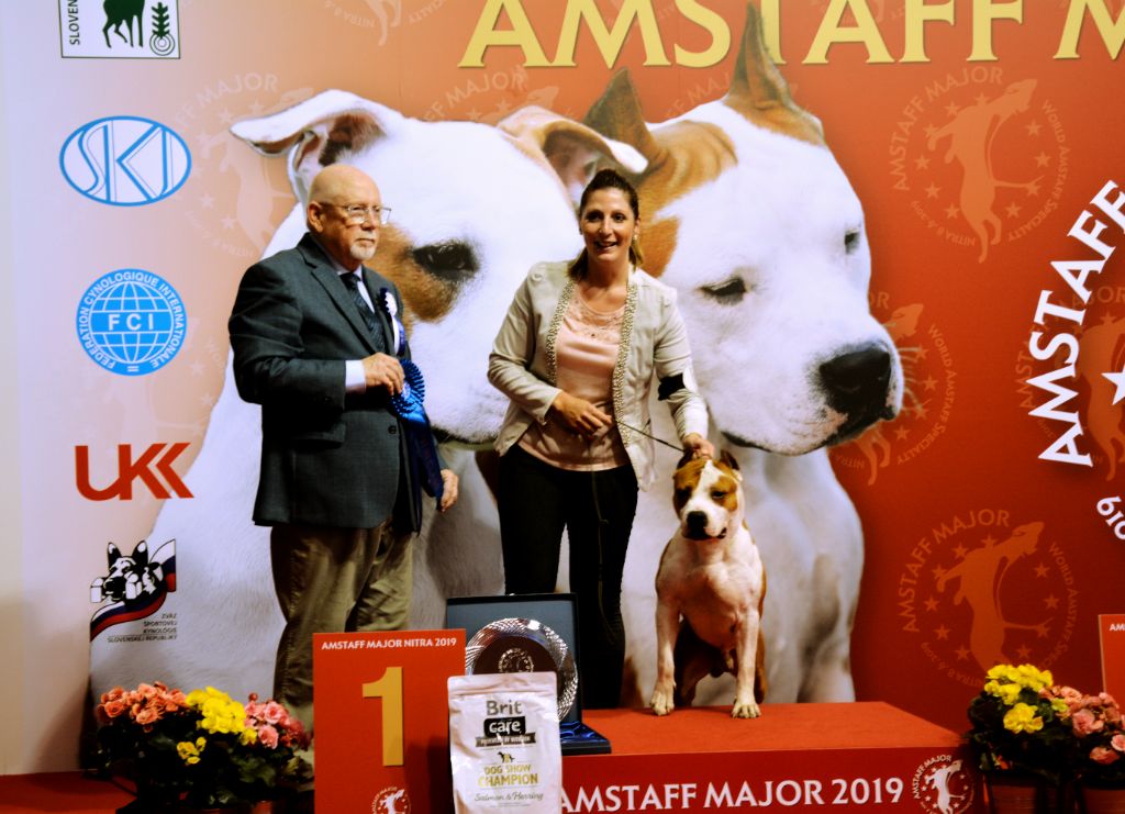 AMSTAFF MAJOR 2019