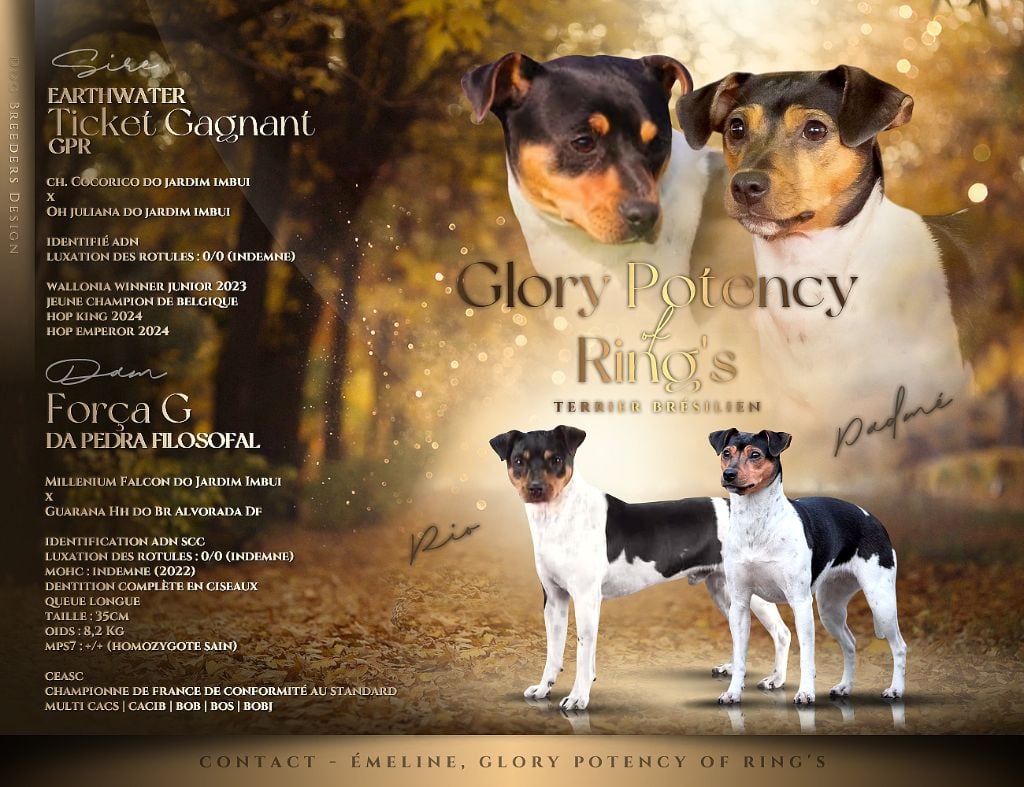 Glory Potency Of Ring's - Terrier Bresilien - Portée née le 20/01/2025