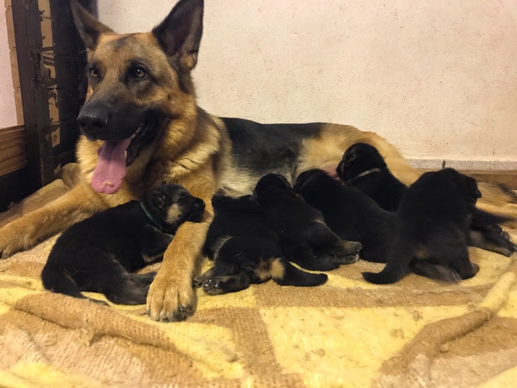 Chiot Berger Allemand De L'enclos Des Frenes