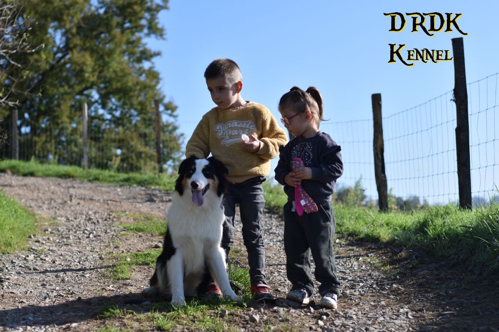 Du Royaume Des Khaleesis - Chiots disponibles - Berger Australien