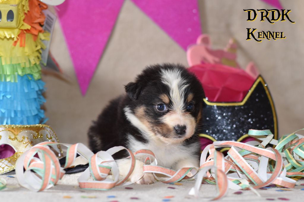 Du Royaume Des Khaleesis - Chiots disponibles - Berger Australien