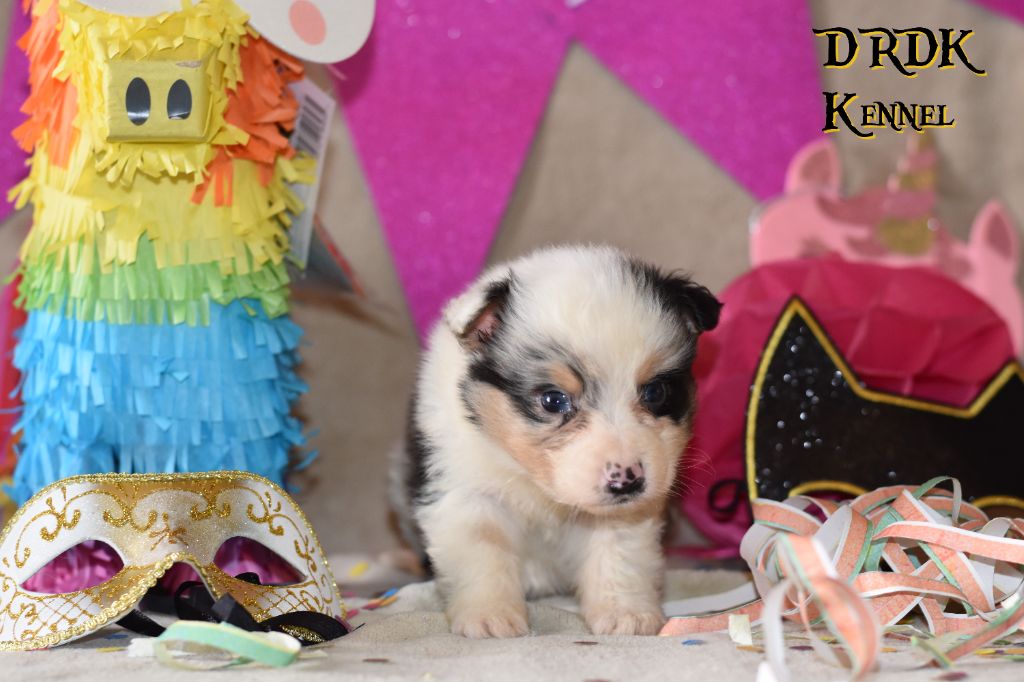 Du Royaume Des Khaleesis - Chiots disponibles - Berger Australien