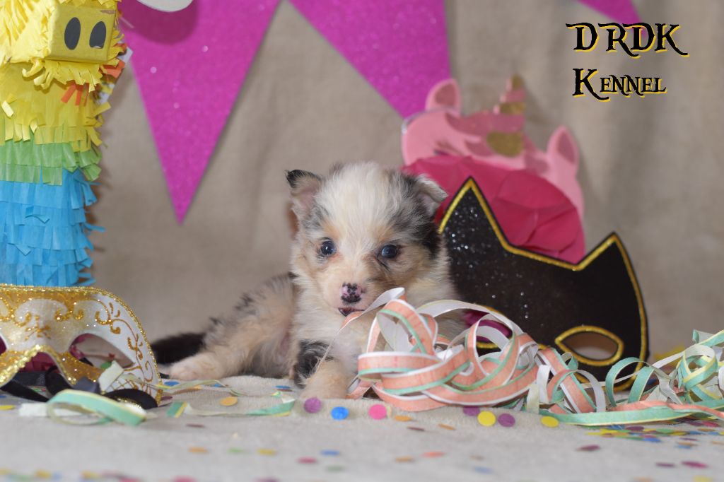 Du Royaume Des Khaleesis - Chiots disponibles - Berger Australien