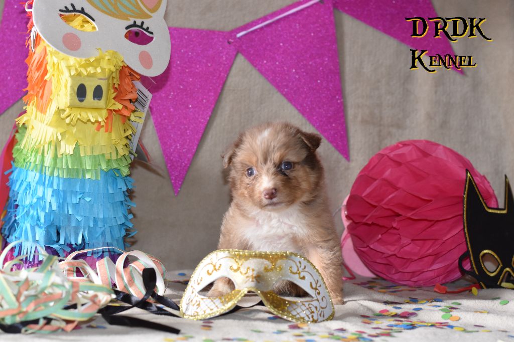 Du Royaume Des Khaleesis - Chiots disponibles - Berger Australien