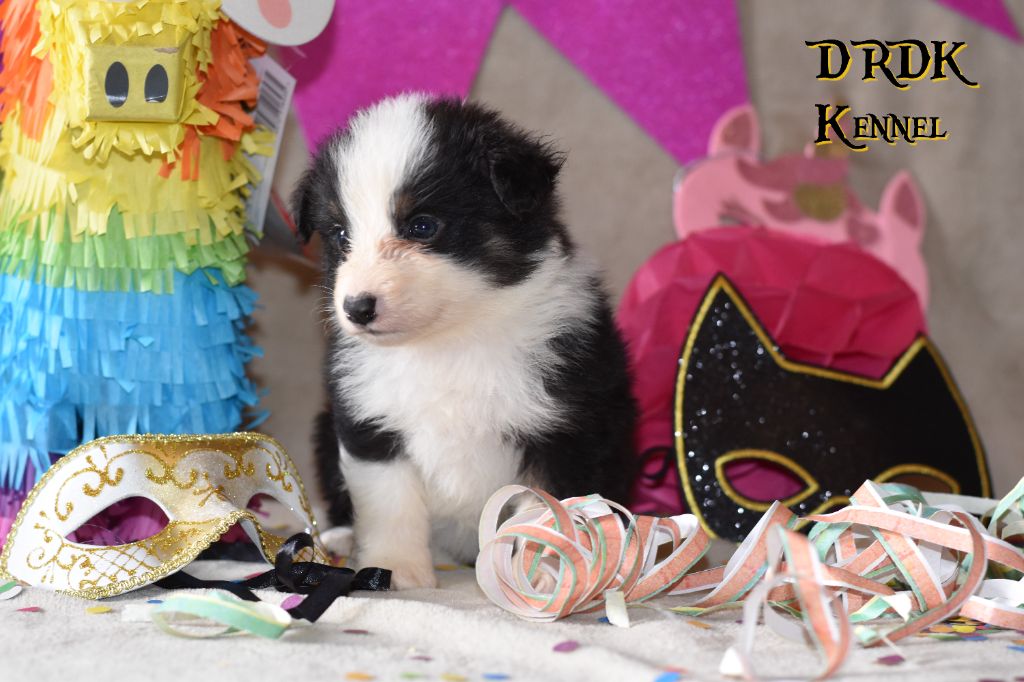 Du Royaume Des Khaleesis - Chiots disponibles - Berger Australien