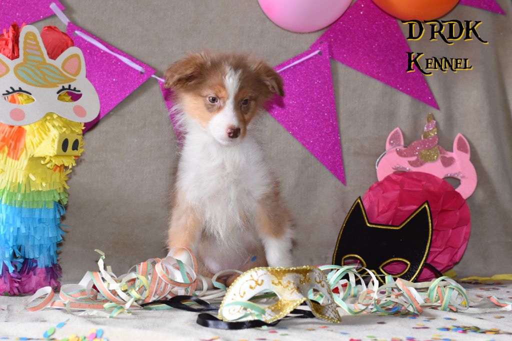 Du Royaume Des Khaleesis - Chiots disponibles - Berger Australien