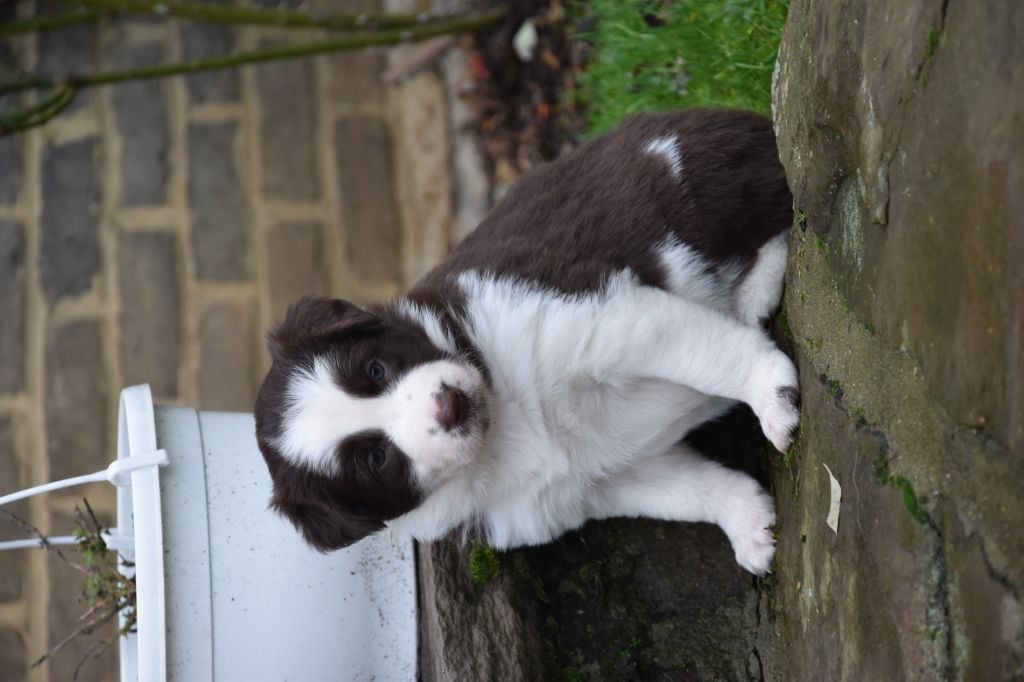 Des Pres Du Maca - Border Collie - Portée née le 06/12/2018