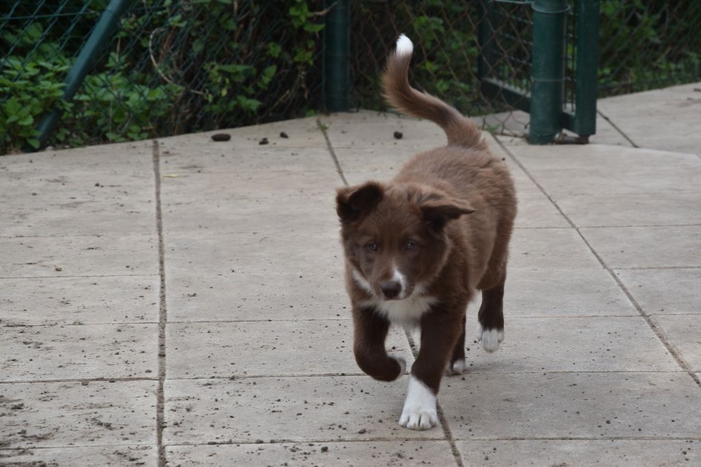 Des Pres Du Maca - Chiots disponibles - Border Collie