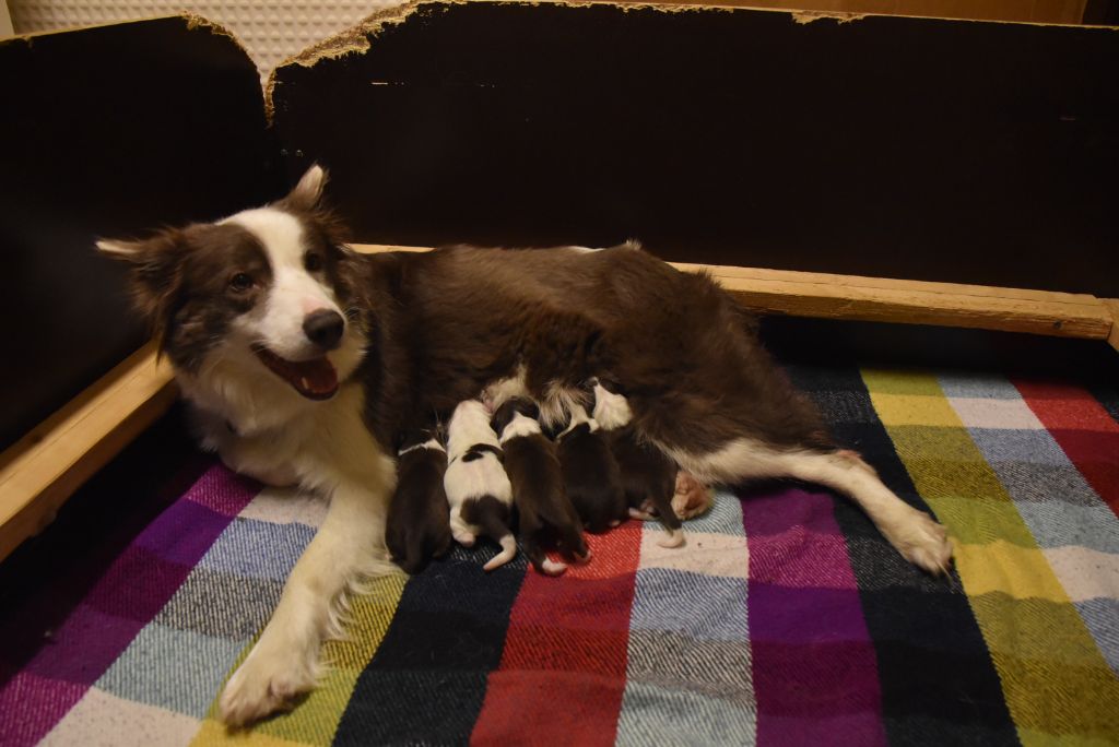 Des Pres Du Maca - Border Collie - Portée née le 10/10/2021