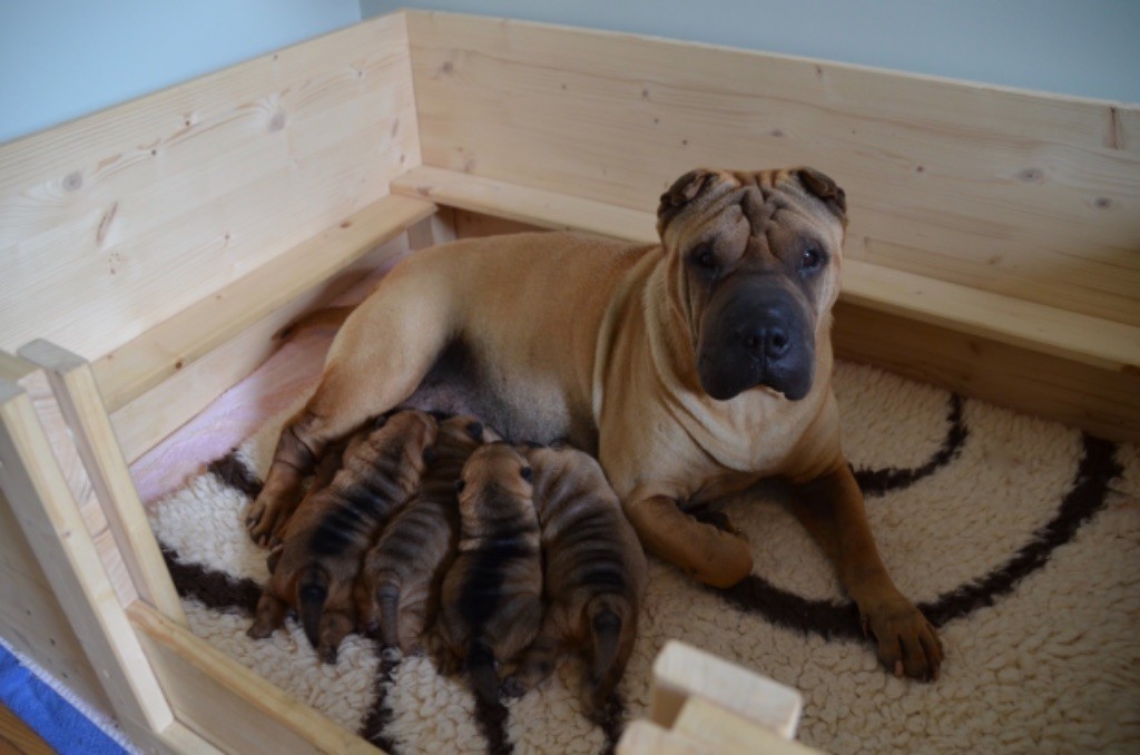 Shuang-xi - Shar Pei - Portée née le 22/09/2019