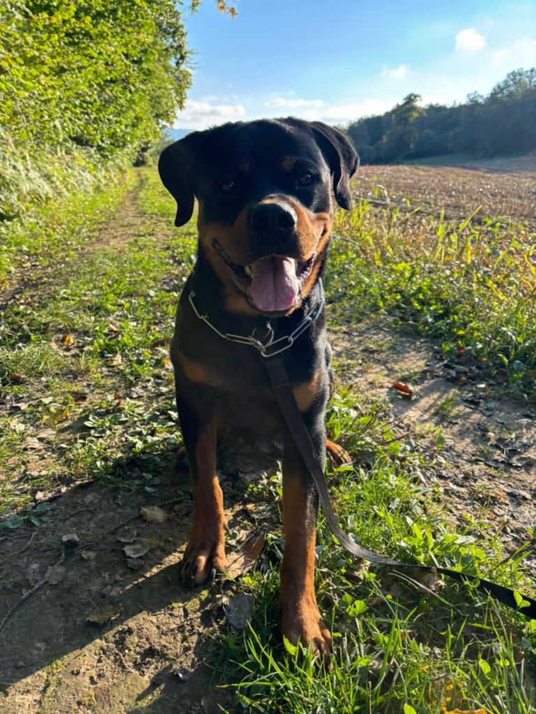 A placer jeune male rottweiler 