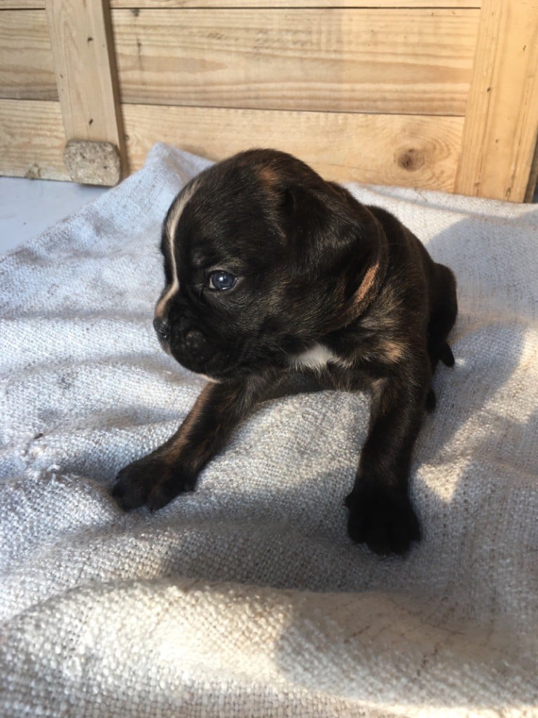 Du Château Du Bois D'Ancenis - Chiots  à réserver plus que 3 