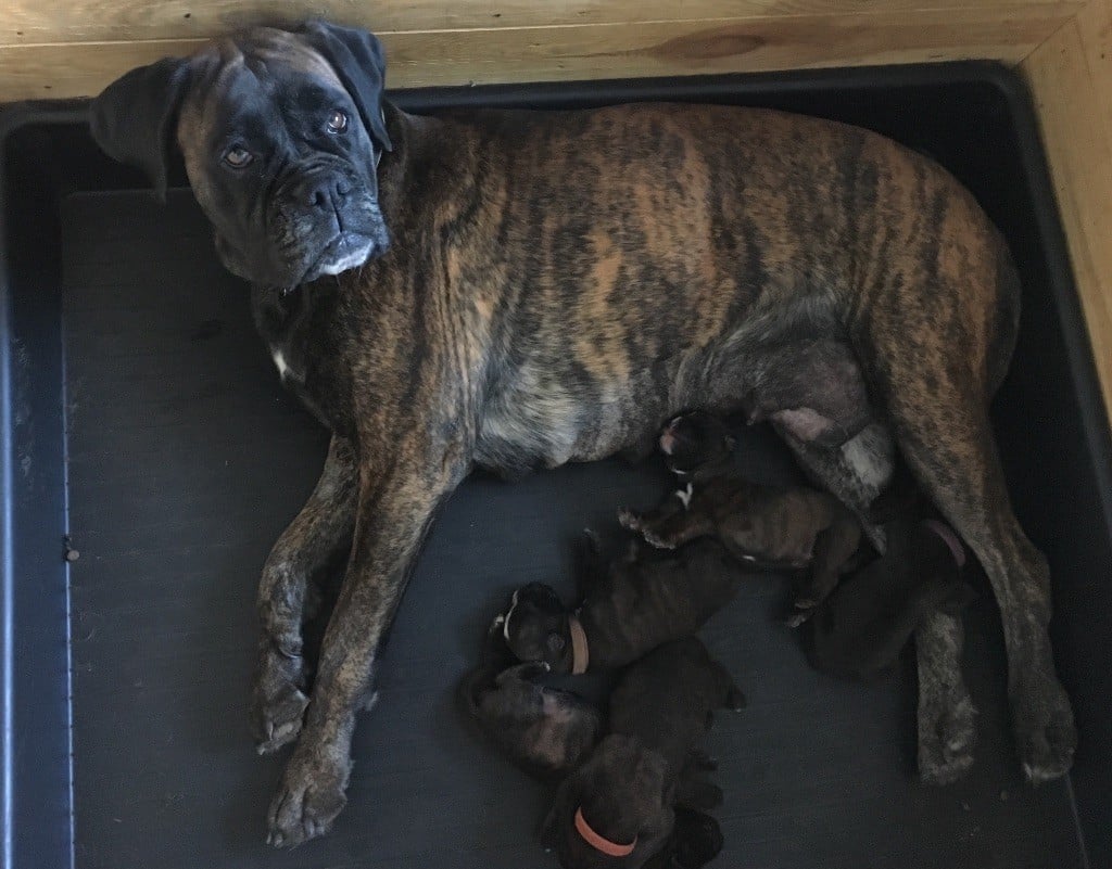 Du Château Du Bois D'Ancenis - Naissances de 5 chiots boxer bringé lof 