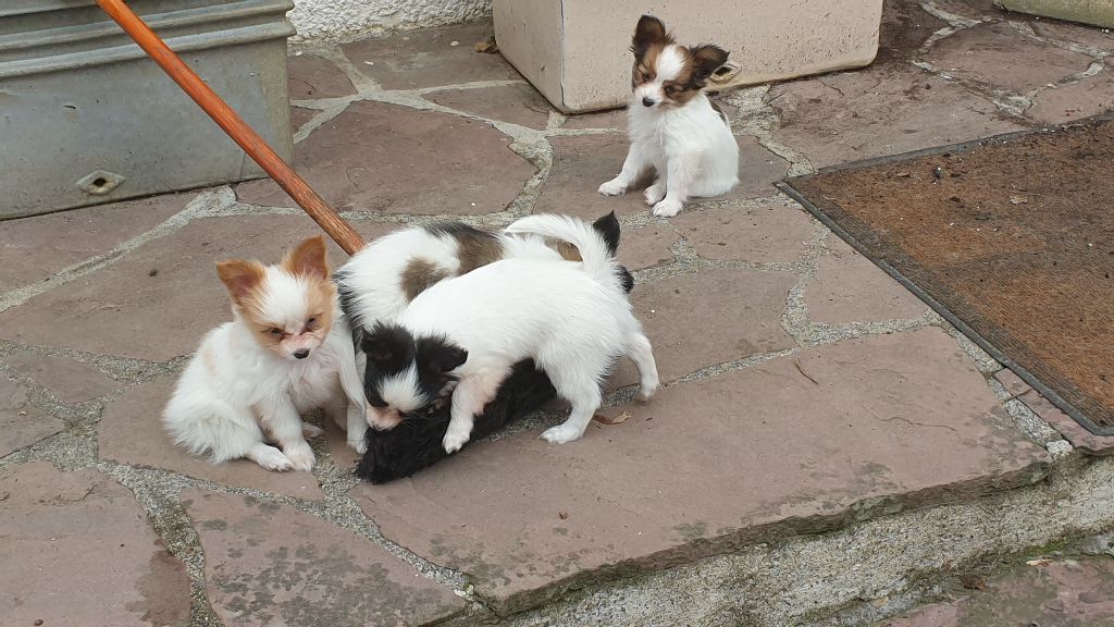 Chiot Epagneul nain Continental (Papillon) d'Erland