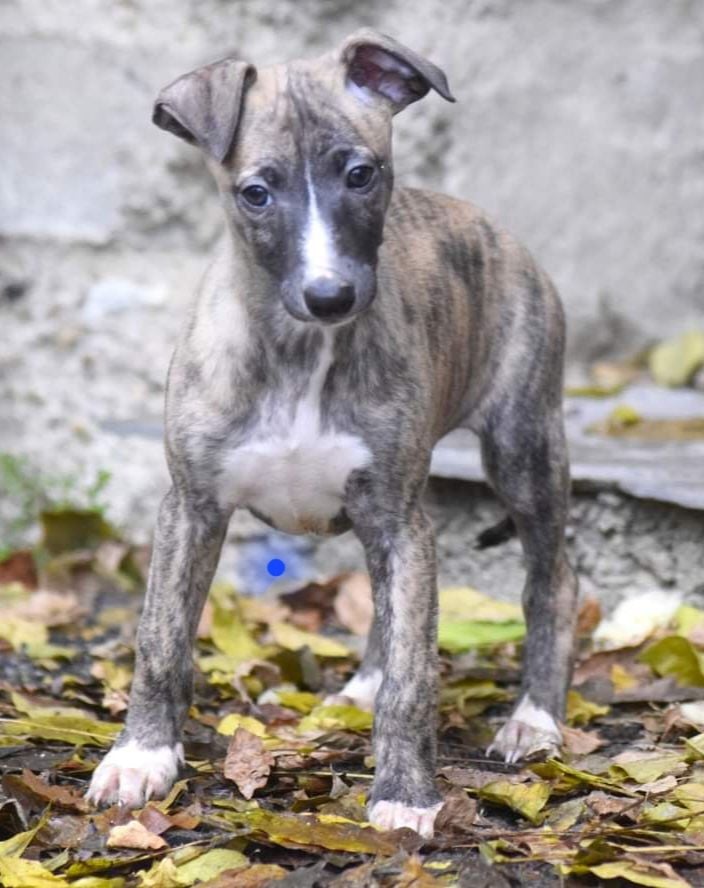 From Braveheart Story - Chiots disponibles - Whippet