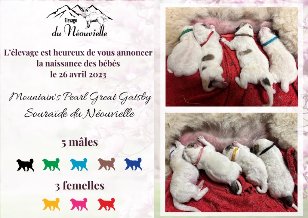 Du neouvielle - Des chiots disponibles au Neouvielle 