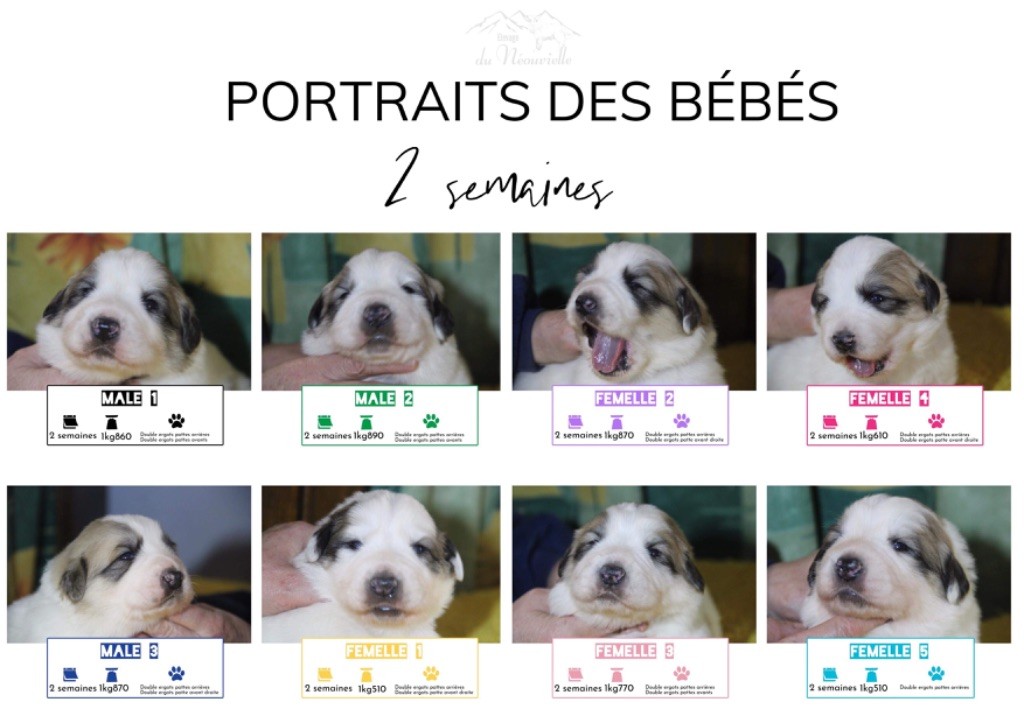 Du neouvielle - Portraits des bébés à 2 semaines 