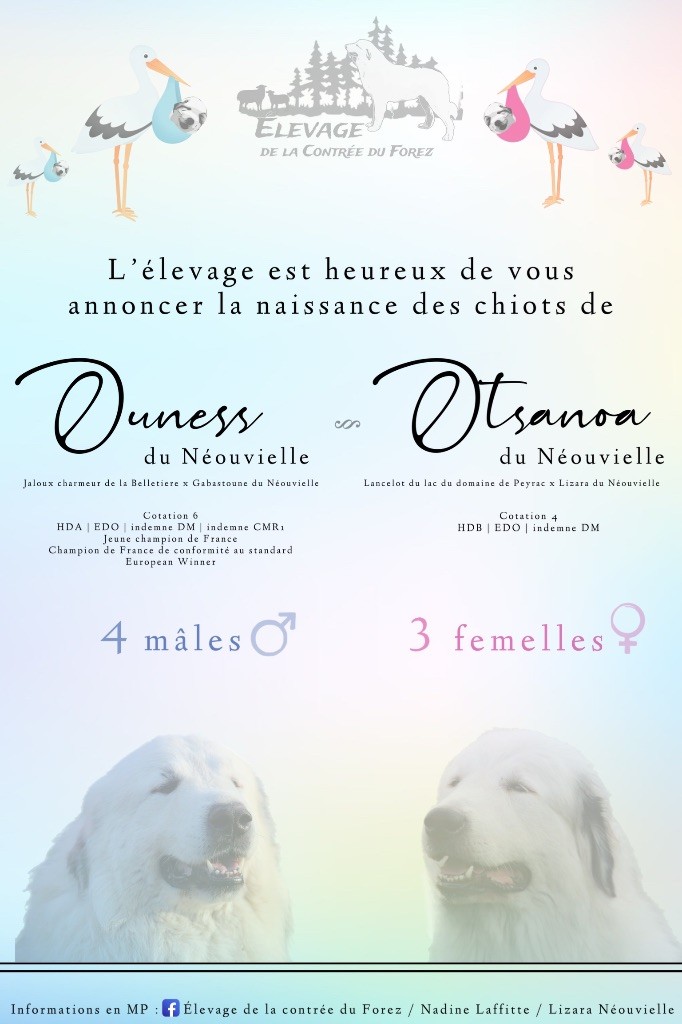 Du neouvielle - Ouness et Otsanoa du Néouvielle sont parents de 7 beaux chiots 