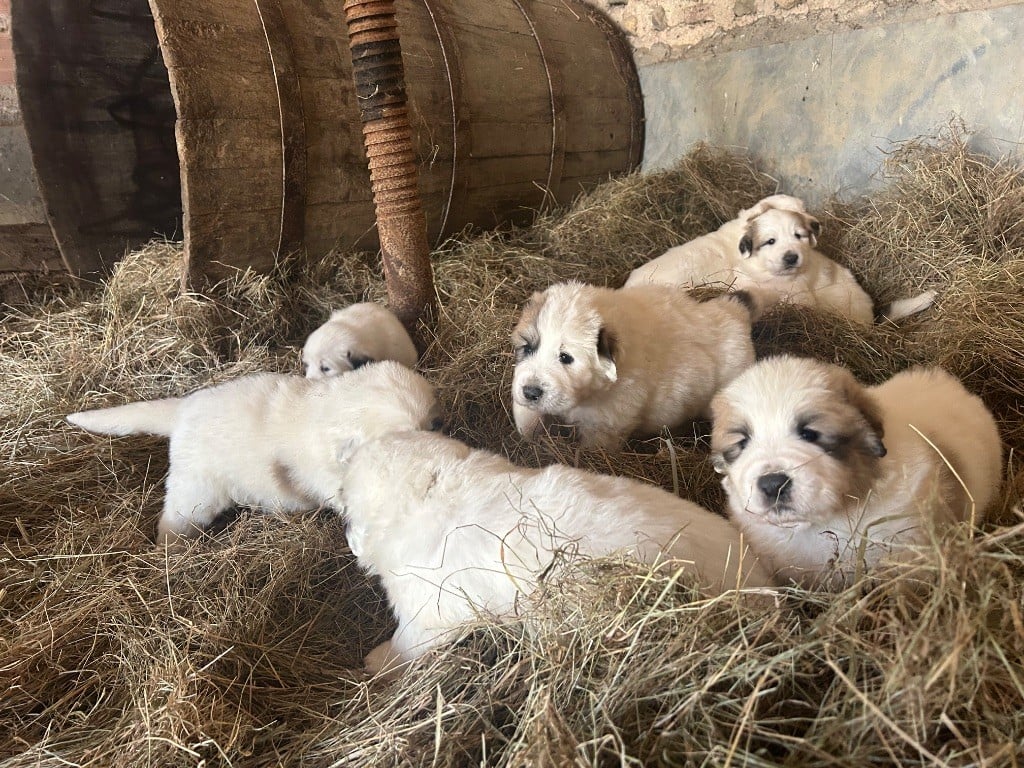 Du neouvielle - Chiots mâles disponibles à la l?élevage du Néouvielle 