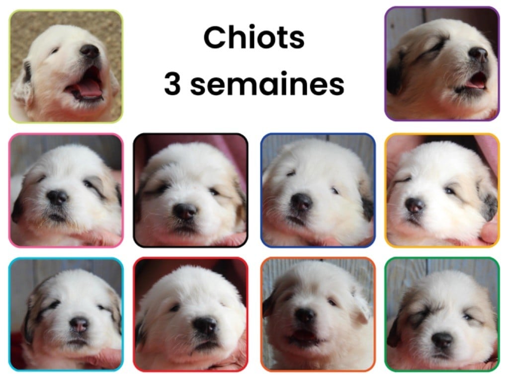 Du neouvielle - Chiots 3 semaines 