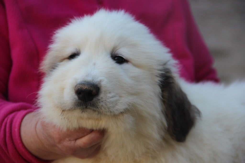 Du neouvielle - Chiots disponibles - Chien de Montagne des Pyrenees