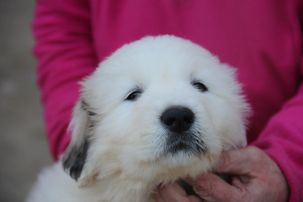 Du neouvielle - Chiots disponibles - Chien de Montagne des Pyrenees