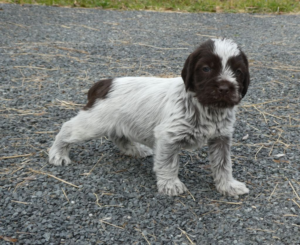 des Etangs d'Assat - Chiots disponibles - Griffon d'arrêt à poil dur Korthals