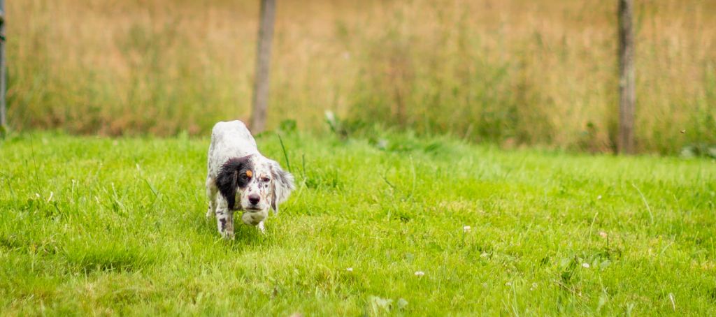 du Mas d'Eyraud - CHIOTS MALE ET FEMELLE SETTER ANGLAIS DISPONIBLES