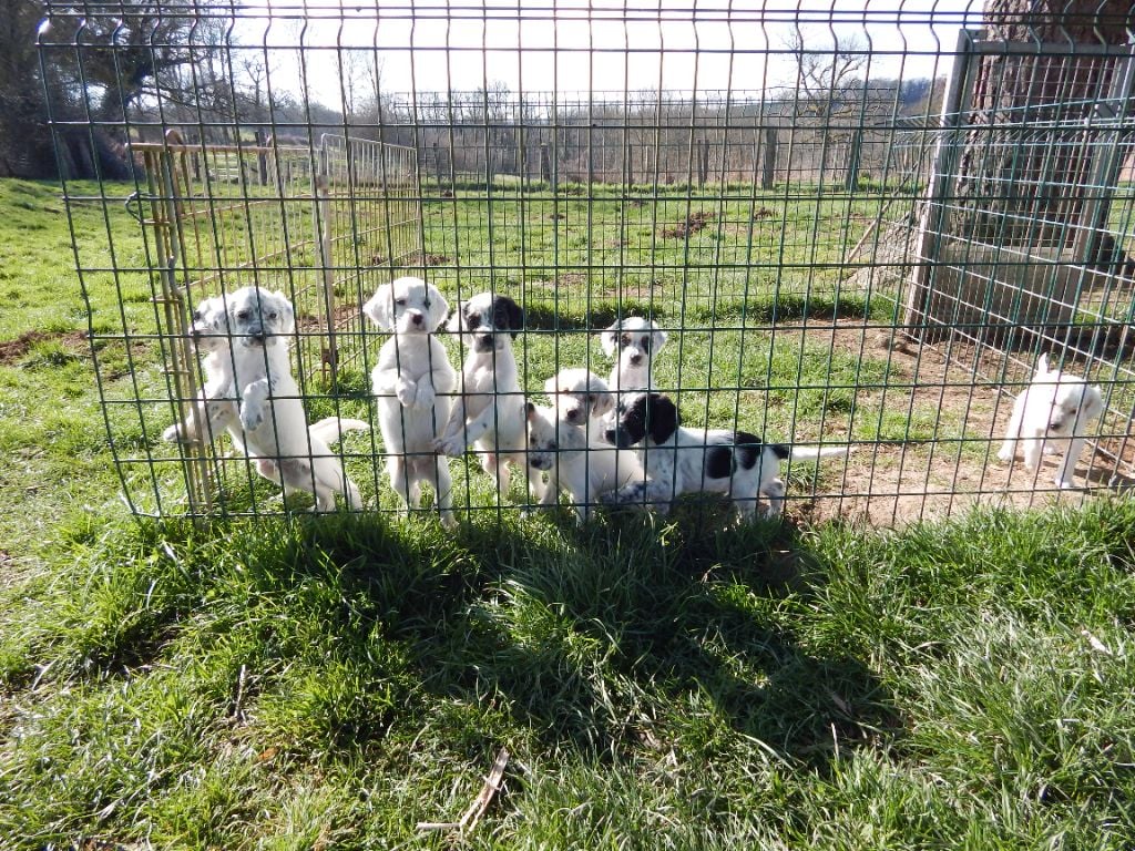 Chiot Setter Anglais du Mas d'Eyraud