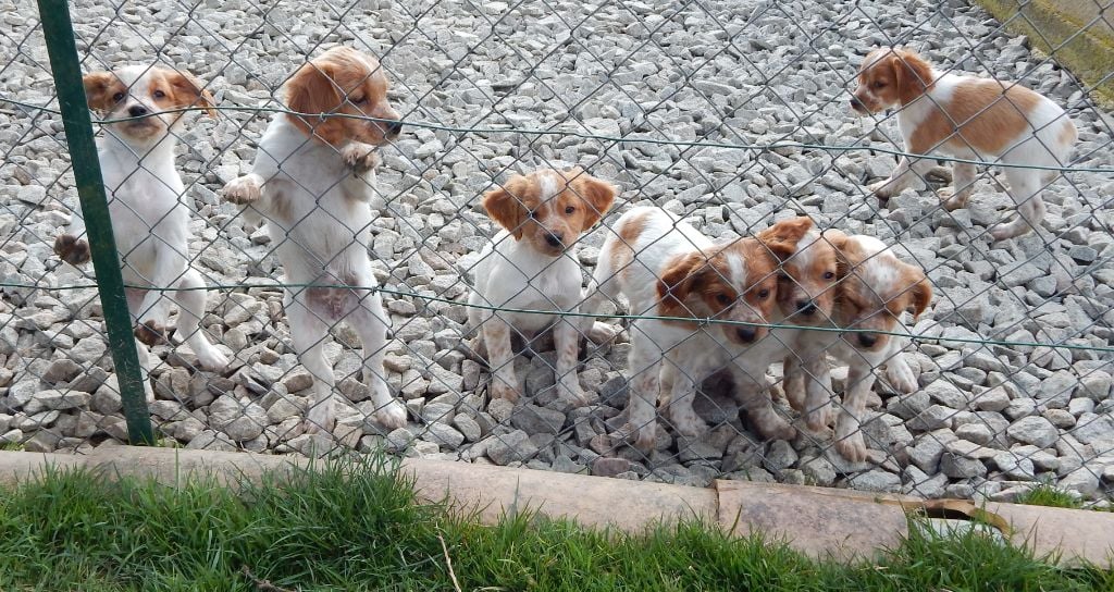 Chiot Epagneul Breton du Mas d'Eyraud