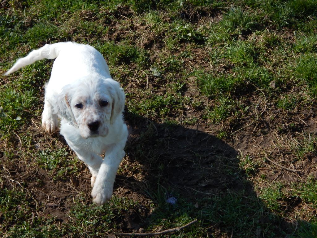 du Mas d'Eyraud - Chiots disponibles - Setter Anglais