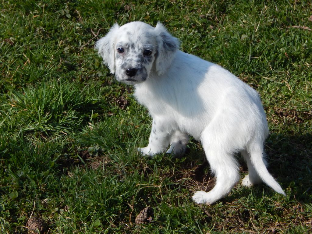 du Mas d'Eyraud - Chiots disponibles - Setter Anglais