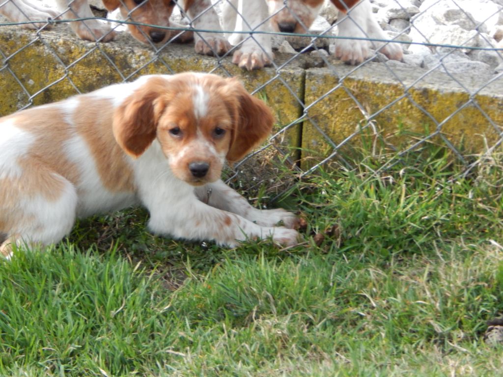 du Mas d'Eyraud - Chiots disponibles - Epagneul Breton