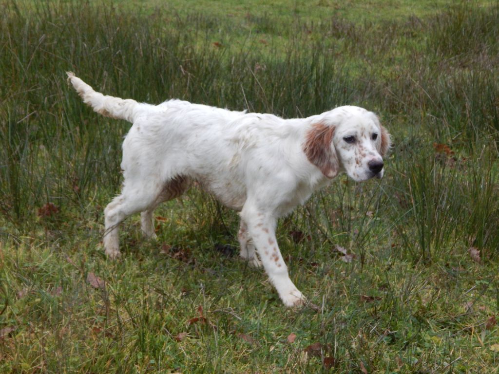 du Mas d'Eyraud - Chiots disponibles - Setter Anglais