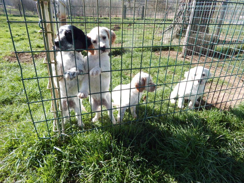 Chiot Setter Anglais du Mas d'Eyraud