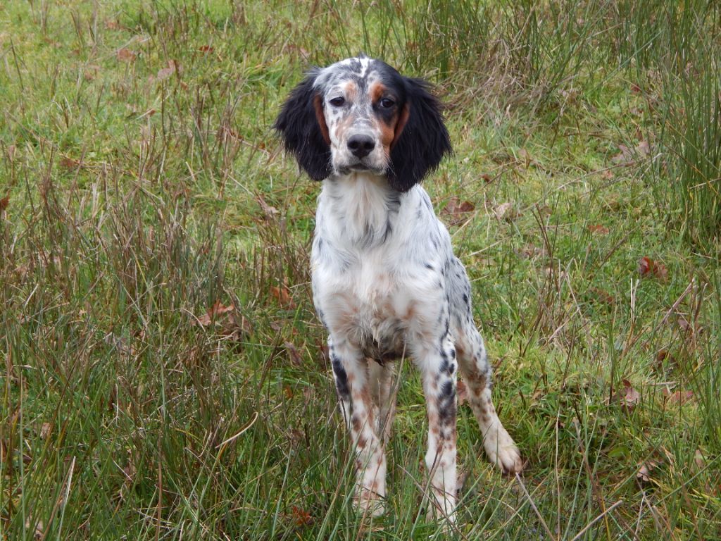 du Mas d'Eyraud - Setter Anglais - Portée née le 03/07/2024