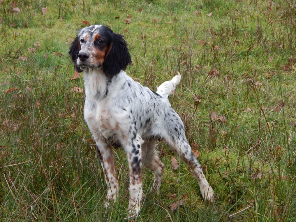 du Mas d'Eyraud - Chiots disponibles - Setter Anglais