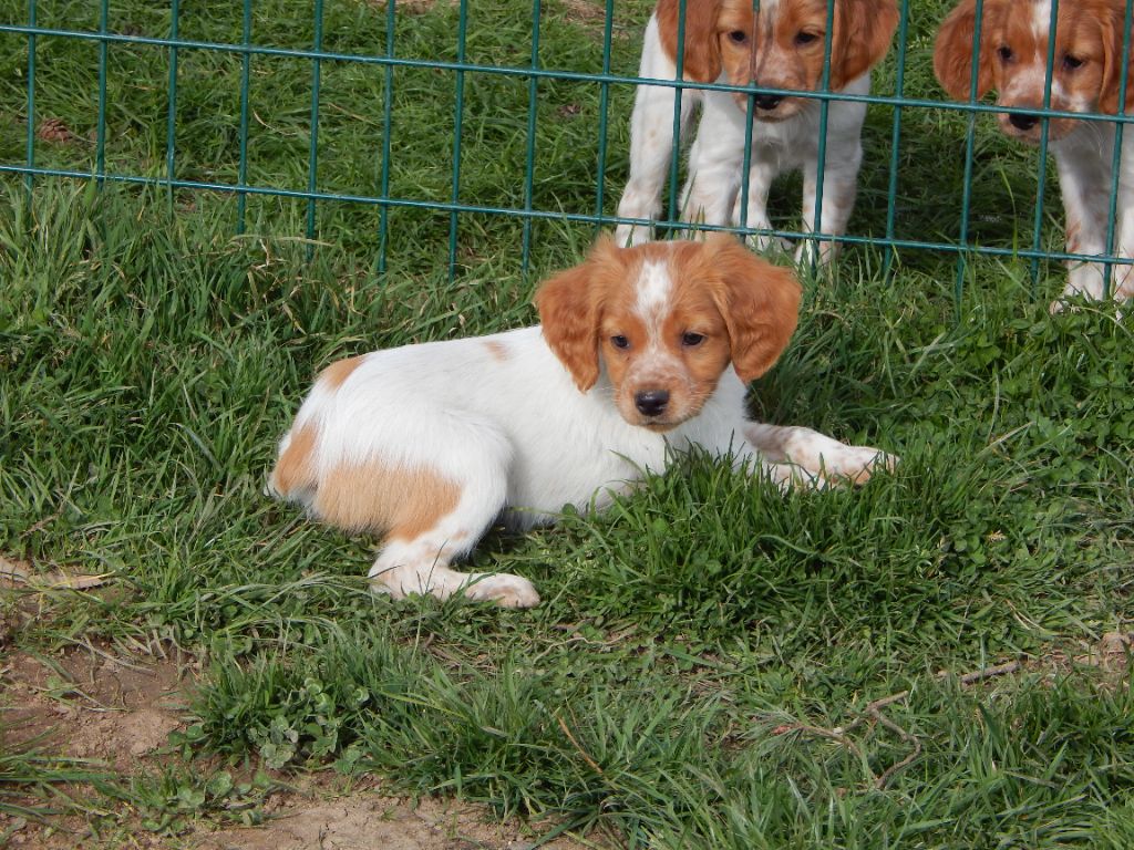 du Mas d'Eyraud - Chiots disponibles - Epagneul Breton