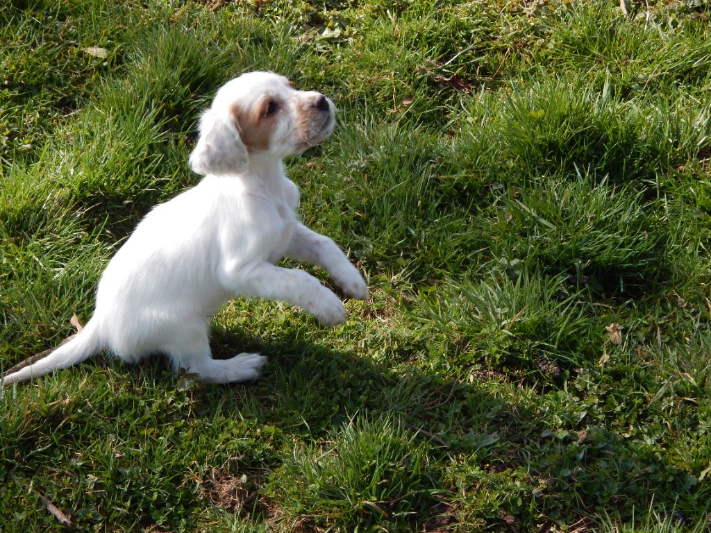 du Mas d'Eyraud - Chiots disponibles - Setter Anglais