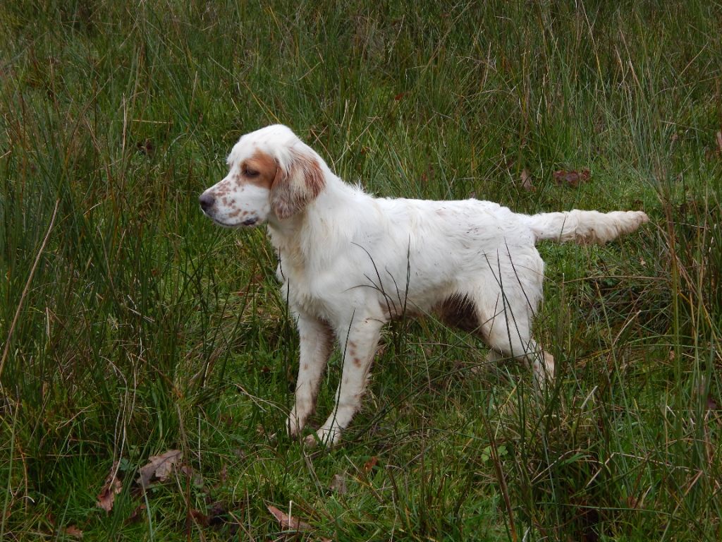 du Mas d'Eyraud - Chiots disponibles - Setter Anglais