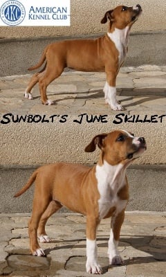 Rixendis tribale - Sunbolt's June Skillet Import A.K.C.